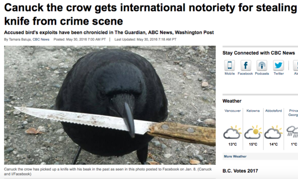 Canuck-The-Crow