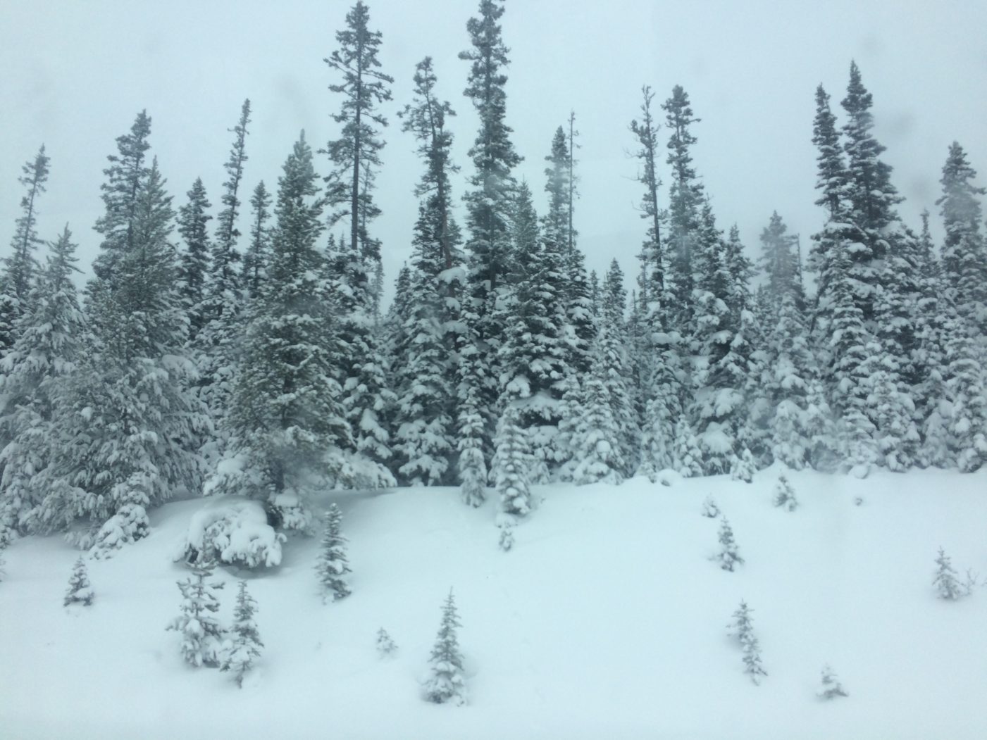 Trees in Alberta