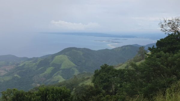 Jamaican Blue Mountain Coffee